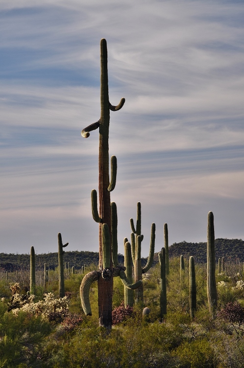 cactus personality